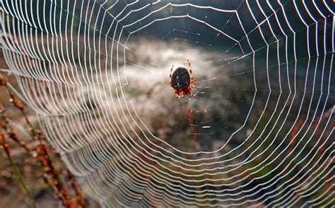 Spiders Are Using Their Webs To Extend Their Hearing Earth