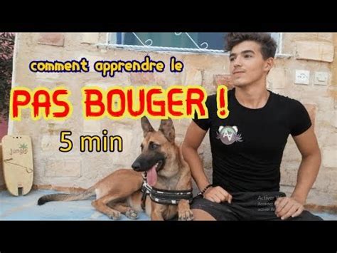 Apprendre Le Pas Bouger A Ton Chien Youtube