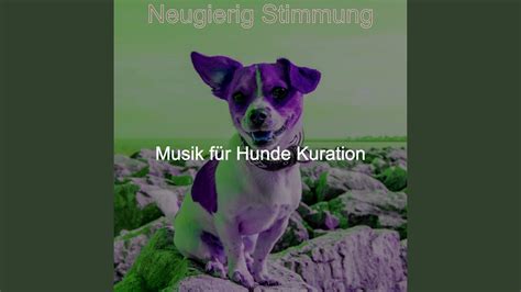 Satte Gehende Hunde Stimmung YouTube