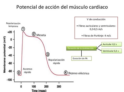 Fisiología Cardíaca Y Ecg