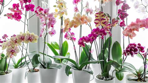 The Unexpected Potato Hack That Makes Propagating Orchids A Breeze