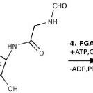 Steps 2–5 of the purine de novo synthesis pathway. Enzymes and ...