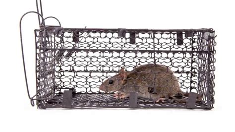 How To Use Rat Poison Responsibly - 5 Rules - DIY Rodent Control