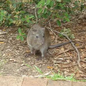 Long-Nosed Potoroo - Facts, Diet, Habitat & Pictures on Animalia.bio