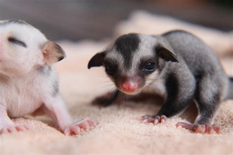 Premium Photo | Close-up sugar glider baby 2 months old