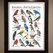 Songbirds Of South Carolina Poster Print Field Guide Etsy