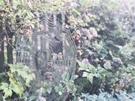 Seeing Spider Webs: A Post on Living with Intention