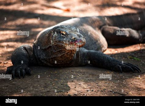 Blood Dripping down the face of a Komodo dragon after feeding in Komodo ...