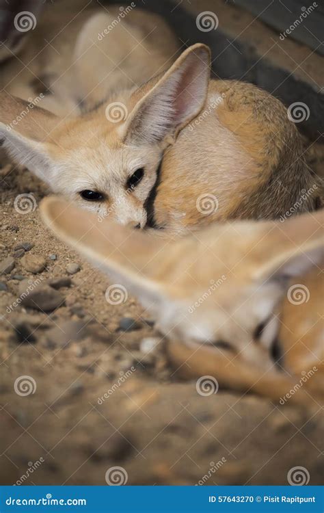 Fennec Fox Or Desert Fox Sleeping On The Ground Stock Photo Image Of