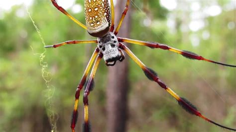 Spiders Of Florida Youtube