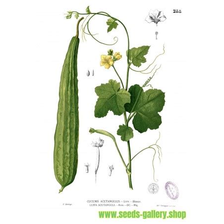 Angled luffa, Ridged luffa Seeds (Luffa acutangula) - Price €1.95