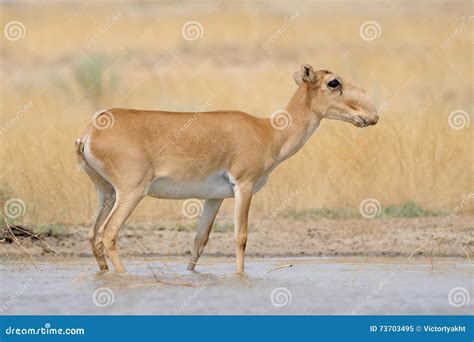 Wild Female Saiga Antelope Near Watering In Steppe Stock Image Image