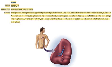 Chapter The Blood And Lymphatic Systems Hematology And Immunology