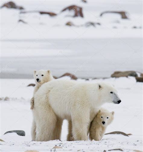 Polar bear with cubs — Stock Photo © GUDKOVANDREY #67324857