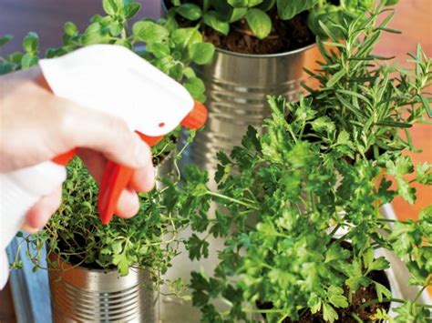 Grow Your Own Kitchen Countertop Herb Garden Hgtv