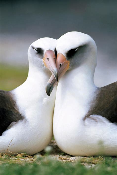 Laysan Albatross Phoebastria Photograph By Tui De Roy Pixels