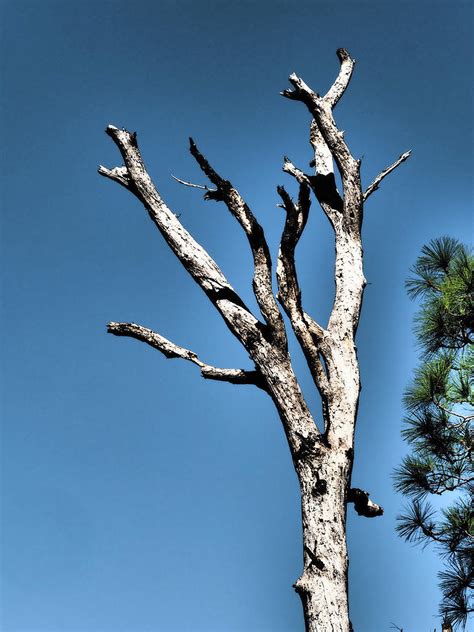 Dramatic Naked Tree Photograph By James C Richardson Pixels