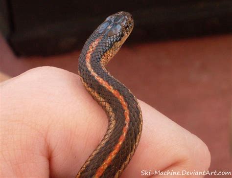 Red Racer Snakelet By Ski Machine On Deviantart