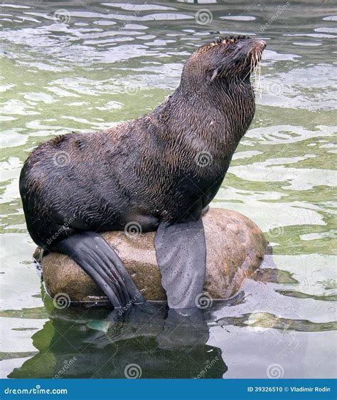 Cat marine stock photo. Image of breedingground, bering - 39326510