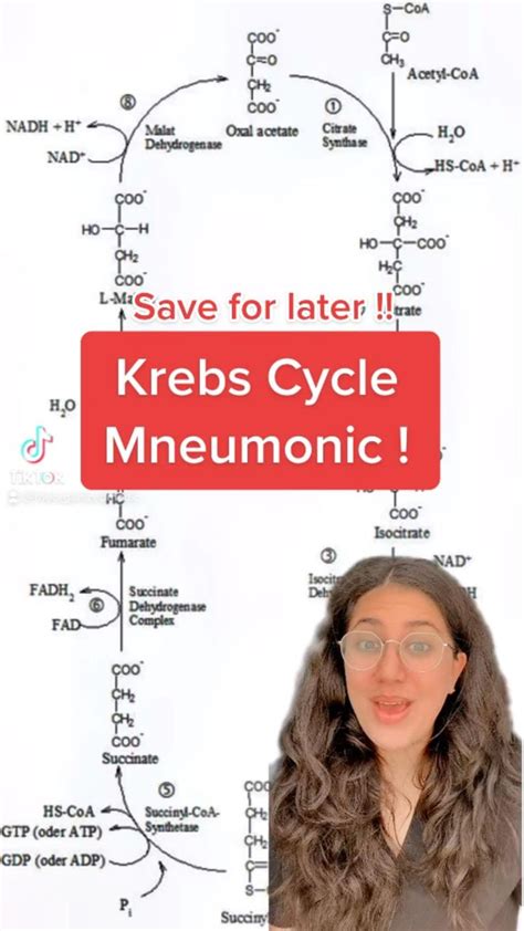 Krebs Cycle Mneumonic | Medical school stuff, Medical school essentials ...