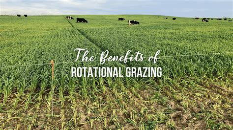 The Benefits Of Rotational Grazing By Hart Dairy Creamery Medium