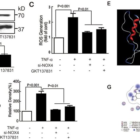 Da Restored Tnf Induced Endothelial Redox Imbalance By Inhibiting