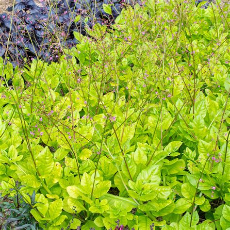 Talinum Paniculatum Kingwood Gold Seeds