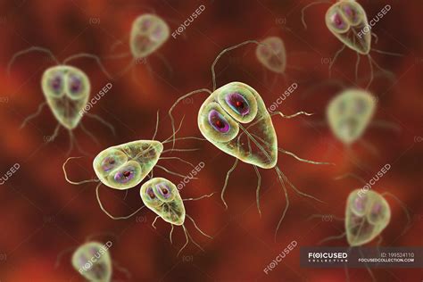 Giardia Lamblia Protozoen Parasiten Digitale Illustration Einzellige 27744 Hot Sex Picture