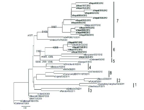 Phylogenetic Tree Of A H1N1 Pdm09 HA1 Gene Haemagglutinin HA Genes