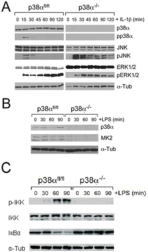 Western Blot Analysis Of P38 Jnk Erk12 Mapk Mk2 And Nf κb Signaling Download Scientific