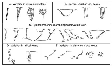 Variations in worm burrows. (A) Burrow lining types: concentric and... | Download Scientific Diagram