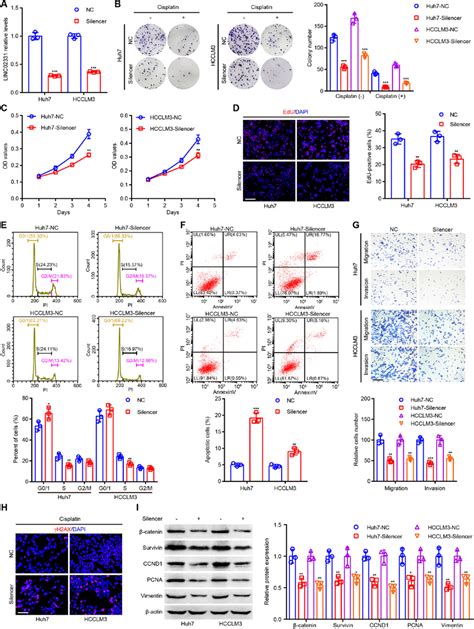 Linc Enhanced Hcc Chemoresistance Proliferation And Metastasis