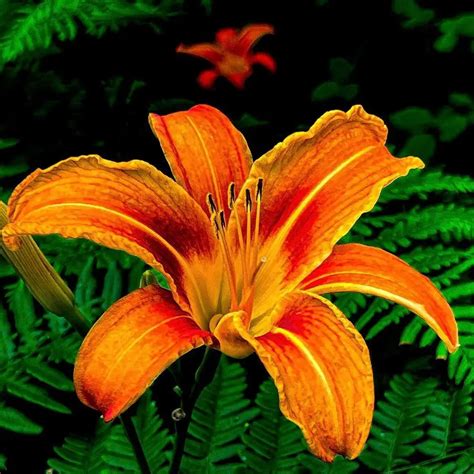 Tiger Lily Captivating Orange Tiger Lily Flowers Thursd