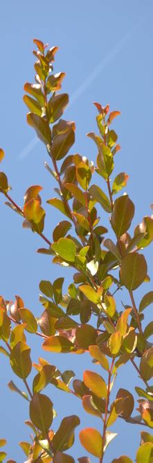 Lagerstroemia Indica Neige D Ete Guillot Bourne