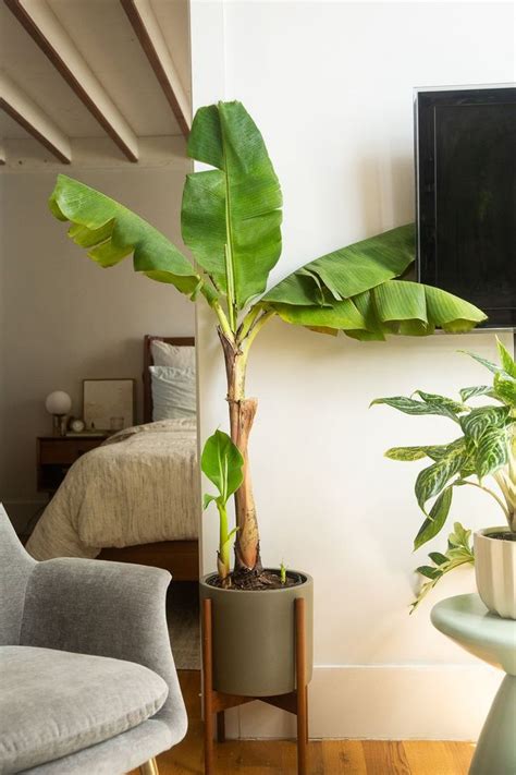 Indoor Banana Tree Leaf