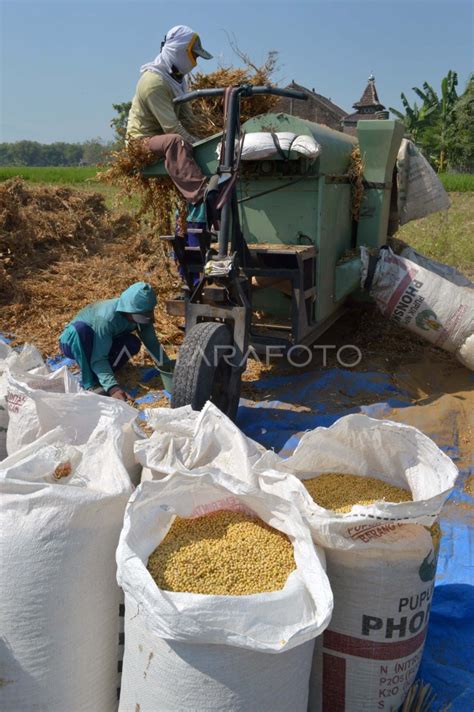 Panen Kedelai Madiun Antara Foto