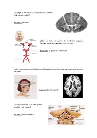 Neuro Anatomia Psicobiologia Practica Examenes Pdf