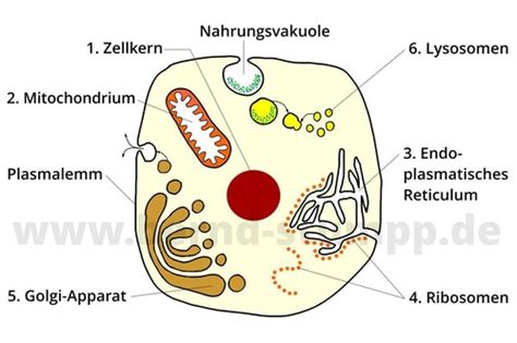 Anatomie Kapitel 3 Zytologie Flashcards Quizlet