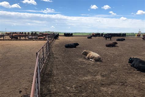 Usask Scientists Study Space And Sickness In Feedlot Cattle Livestock