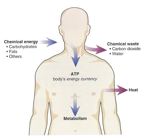 Fitness, Factually.: Exercise Metabolism & Bioenergetics SIMPLIFIED