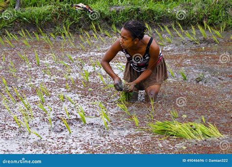 Woman Planting Rice Into The Paddy Fields Editorial Photo Image Of Asia Muddy 49046696