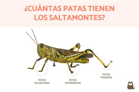 Cuántas patas tiene un saltamontes 6 patas