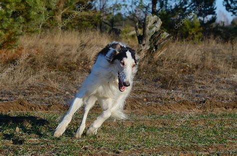 Russian wolfhound dog Stock Photo by ©eAlisa 72146369