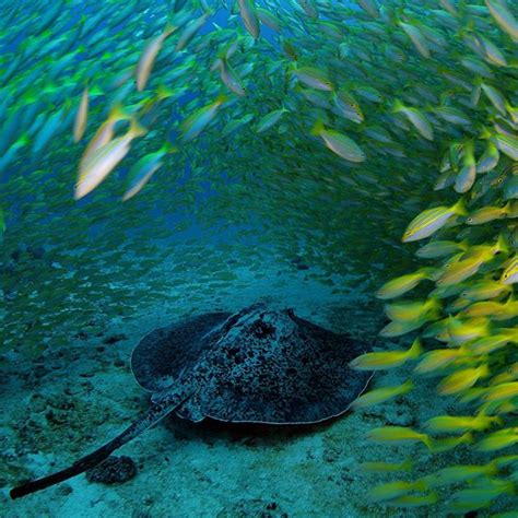 lovely stingray national geographic ocean habitat marine life