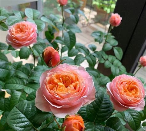 Rose Vuvuzela 温柔珊瑚心 1 Gal Live Plant Shrub Rose Etsy Flower Farm