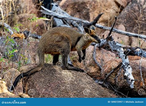 An Australian Brush Tailed Rock Wallaby Stock Image - Image of legs ...