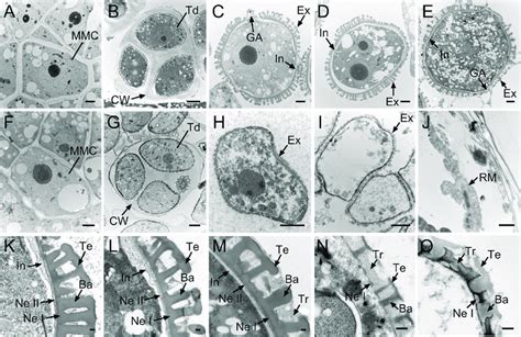 Transmission Electron Microscopy Observation Of Microspore Development