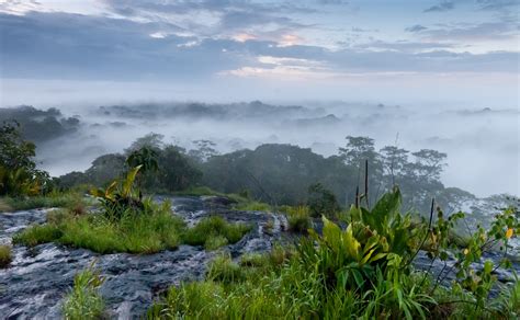 Parc Amazonien De Guyane