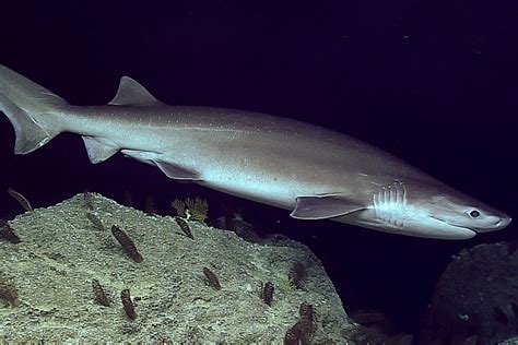 Why are so many sixgill sharks washing up in Puget Sound ...