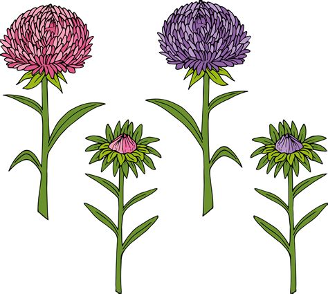 Flor De Aster Sobre Fondo Blanco Estilo Garabato Imagen Vectorial